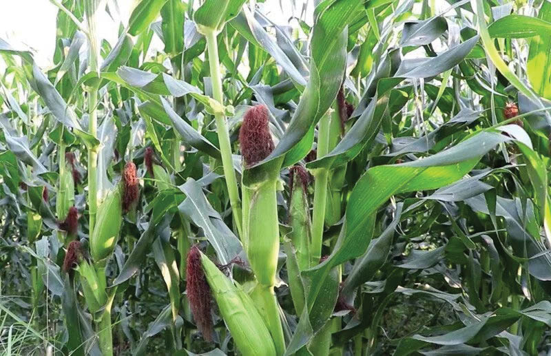 झापाको कमलमा मकैबारीमा भेटिएको बेवारिसे बालिका