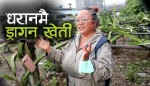 रसिलो ड्रागन खेतीमा रमाउँदै धराने महिला