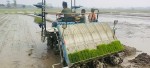 धान खेतीमा सहजता