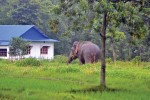 खेतमा पानी पटाउन पुगेकी महिलाहरुमाथि जंगली हात्तीको आक्रमण, उपचारका क्रममा मृत्यु