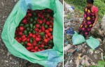 धरानमा भित्रिएको डल्ले खुर्सानीमा विषादी भेटिएपछि नष्ट