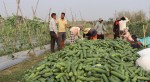 सुनसरीको बराहक्षेत्रमा तीन युवाले कोरियाबाट फर्केर सामूहिक कृषि फार्म सञ्चालनमा ल्याए