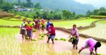 १४ प्रतिशत रोपियो धान