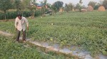 सुनसरीमा आलुखेतीबाट लाखौं आम्दानी