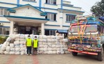 सुनसरीमा बन्दाकोपी बोकेको ट्रकमा  २५६६ किलो बढी गाँजा फेला