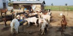 धरानमा व्यवसायिक बाख्रापालन गरेर राम्रो आम्दानी गर्दै राजकुमार राई