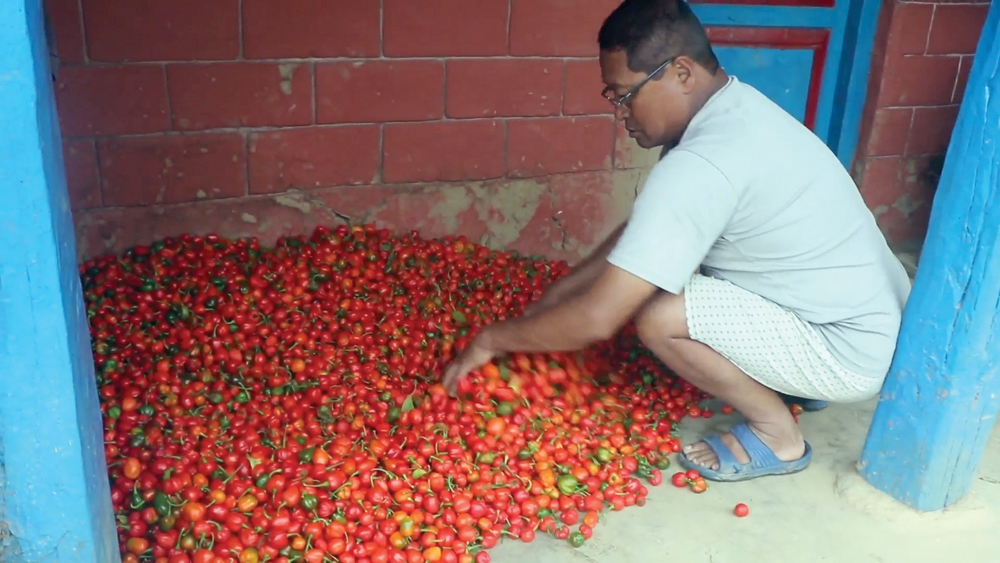 अकबरे खोर्सानीको मूल्य नपाउँदा धनकुटाका किसान चिन्तामा