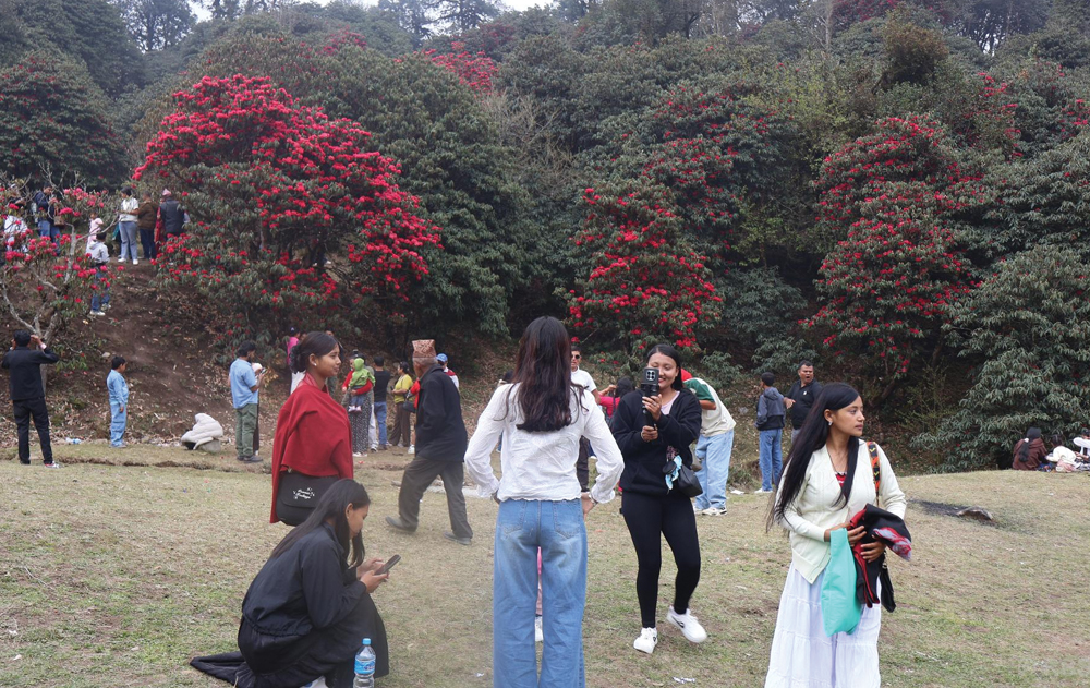 गुराँस हेर्न चहलपहल