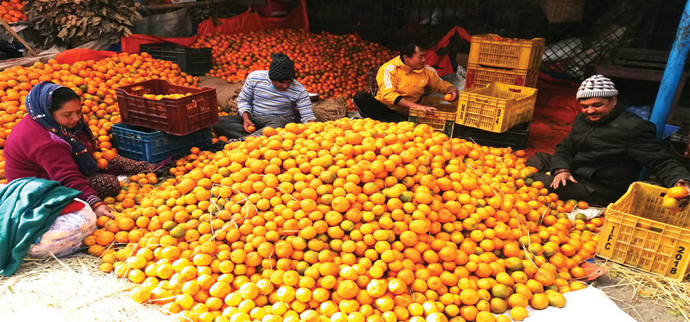 धरानको कृषि बजारमा  २५ प्रतिशत बढी सुन्तला भित्रियो