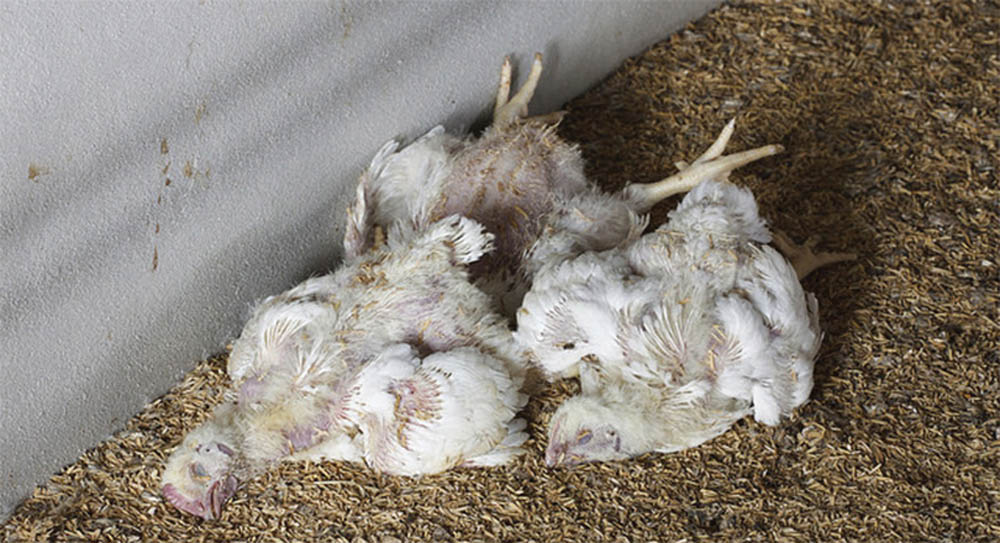 मोरङ, सुनसरी र झापामा बर्डफ्लु: १२ फार्मका ६० हजार कुखुरा र ५० हजार अण्डा नष्ट