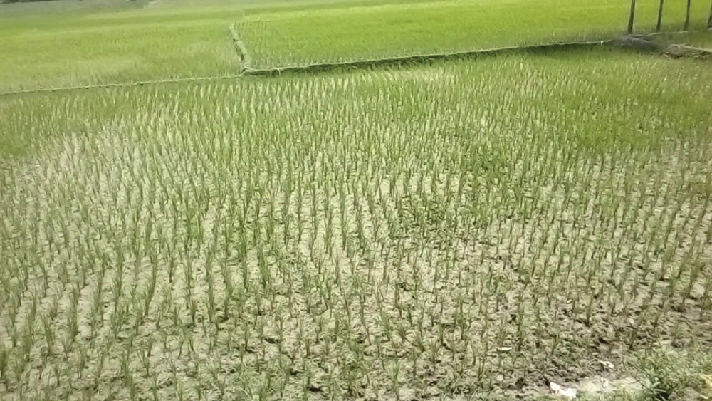 भनेजस्तो वर्षा नहुँदा रोपाइँ प्रभावित