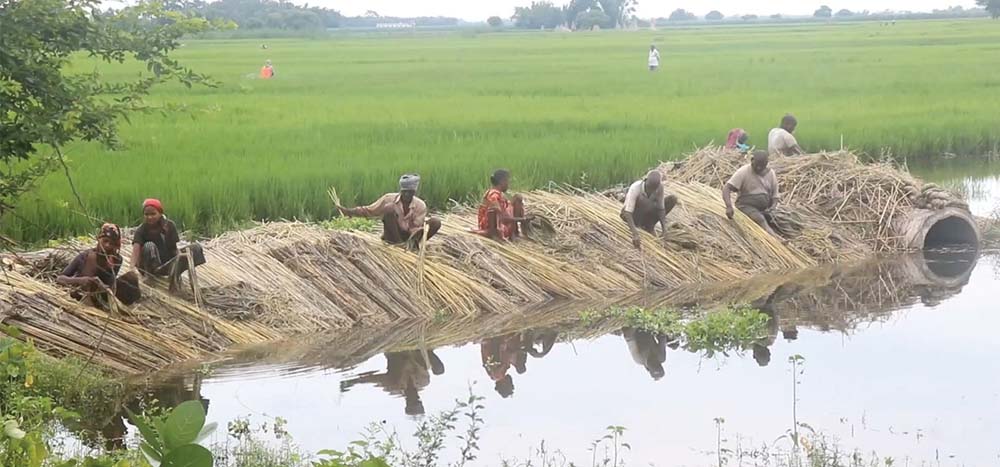 पूर्वमा जुट खेती कम हुँदा विदेशबाट आयात