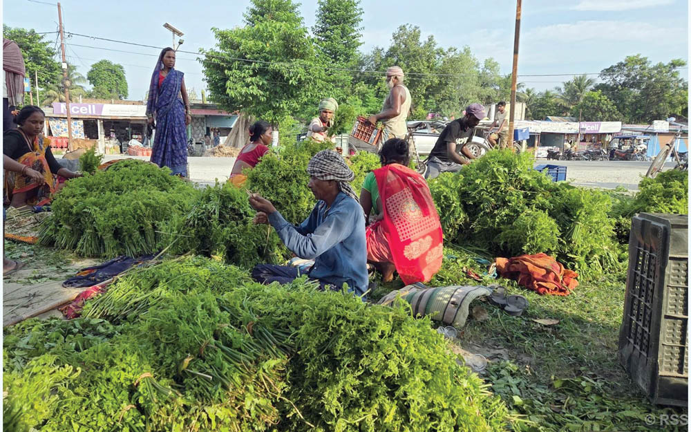 कोशीटप्पुको निगुरो काठमाडौँको कालीमाटीमा