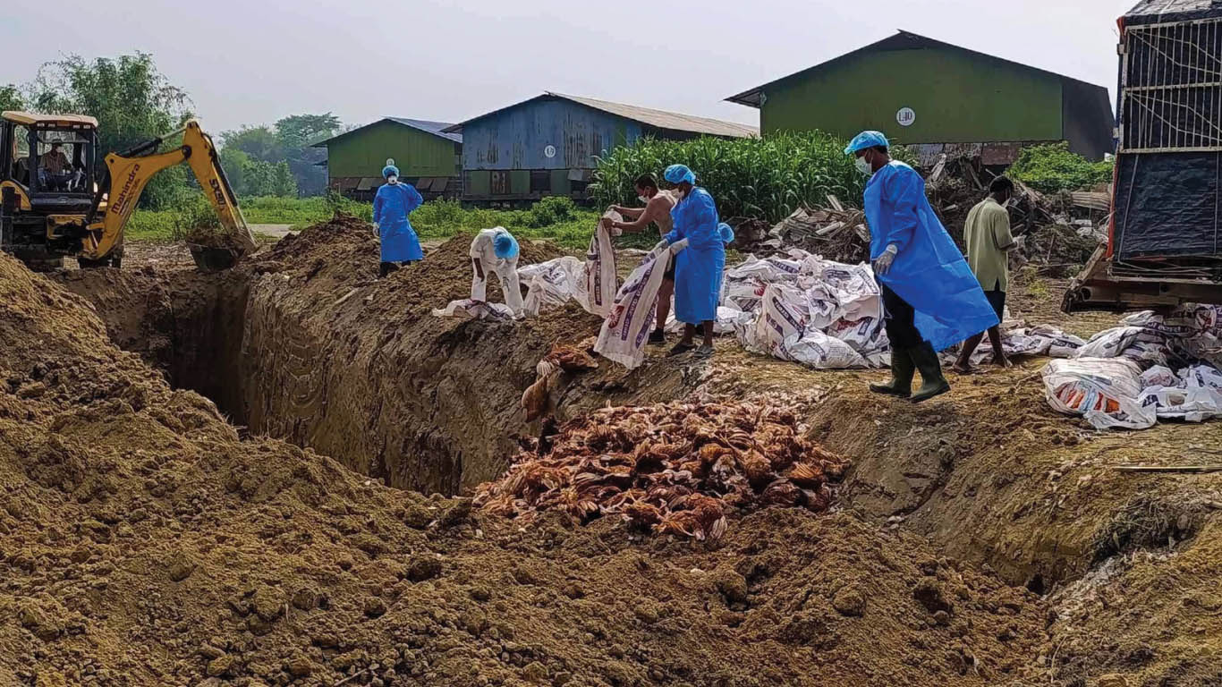 सुनसरीमा बर्डफ्लु, प्रशासनद्वारा कडाइ,  कुखुरा ओसारपसारमा पूर्ण प्रतिबन्ध 