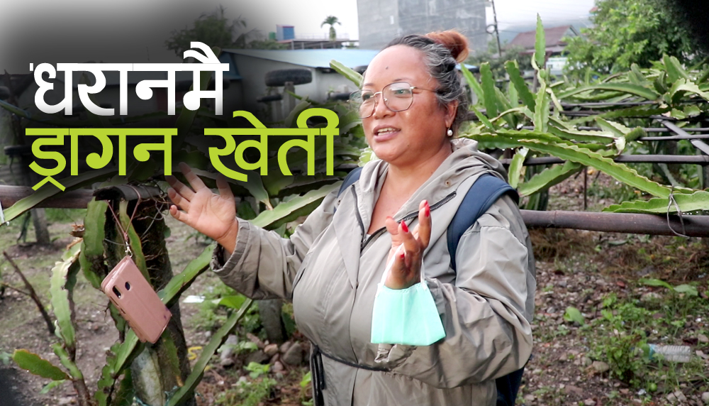रसिलो ड्रागन खेतीमा रमाउँदै धराने महिला