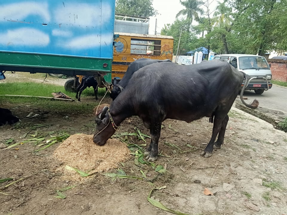 नेपालमा आगामी जेठमा विश्व भैंसीविज्ञ महासभा हुने