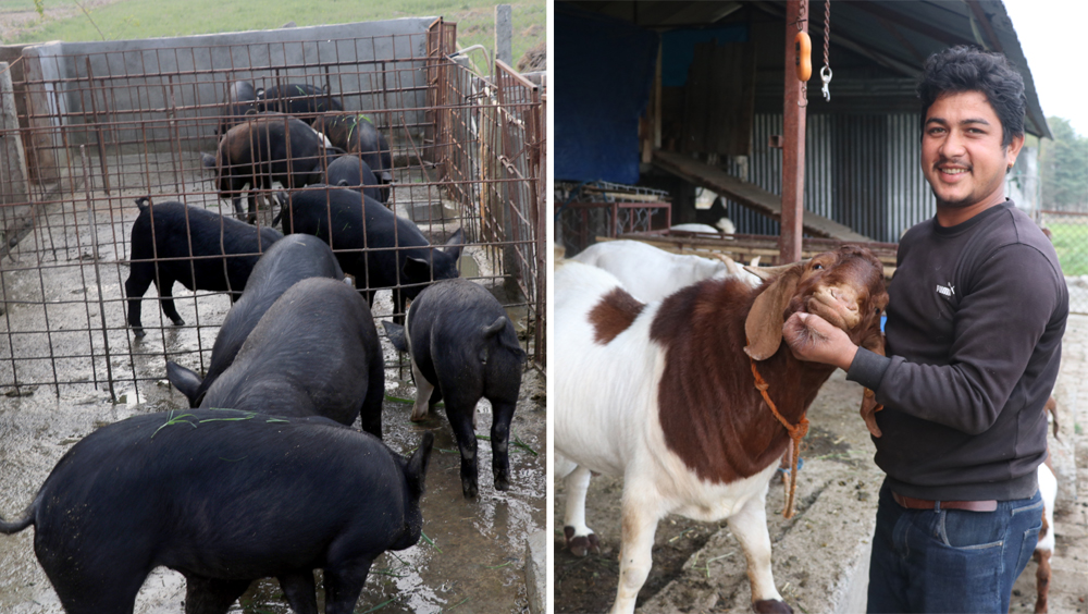 बोयर जातको बाख्रा र बंगुर पालेर मनग्ये आम्दानी गर्दै युवा