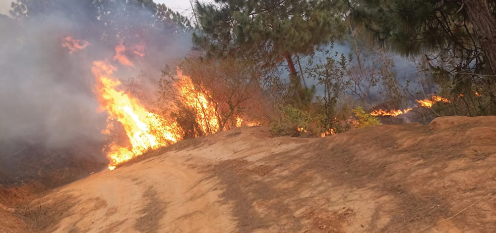 वनमा डडेलोः घाइते महिलालाई भेडेटार ल्याइपुग्दा मृत्यु, तीन गम्भीर घाइते