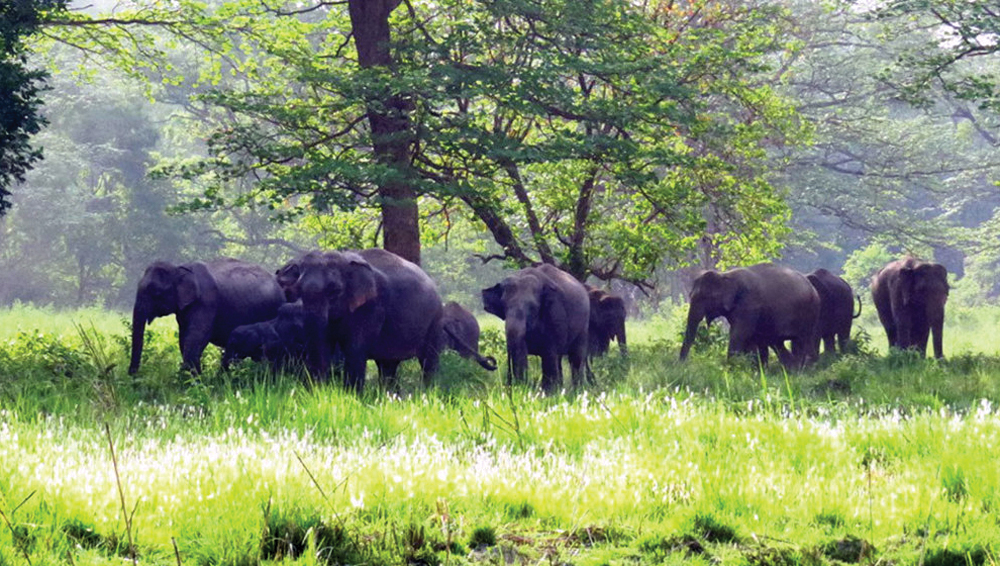 हात्ती आक्रमणबाट ७२ जनाले ज्यान गुमाए