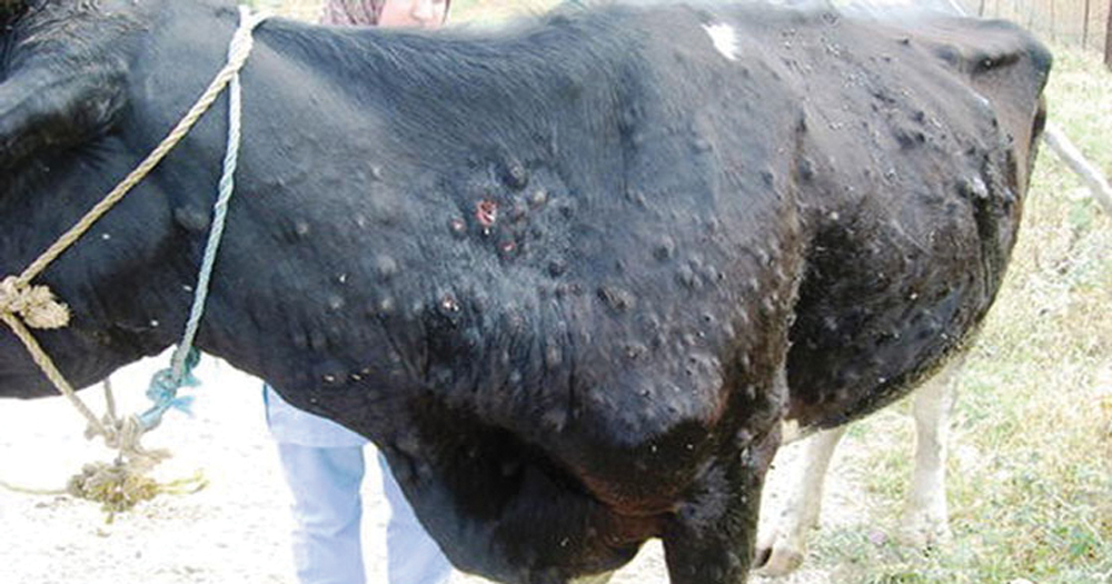 सुनसरीमा चौपायामा लम्पी स्किनको संक्रमण बढ्दो