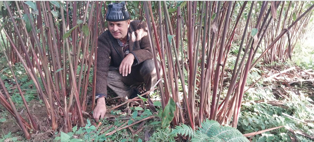 एकै व्यक्तिले एकै वर्षमा अलैंची बेचेर कमाए ३४ लाख