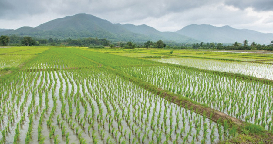 ८३.८८ प्रतिशत धान रोपाइँ, कुन प्रदेशमा कति ?