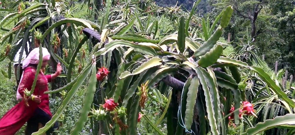 सुनसरीमा ड्रागन फ्रुटखेती फस्टाउँदो