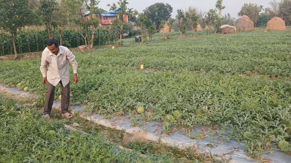 सुनसरीमा आलुखेतीबाट लाखौं आम्दानी